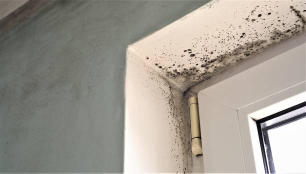 Best Forensic Mold Investigation  in Taft Mosswood, CA