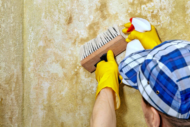 Best Black Mold Removal  in Taft Mosswood, CA