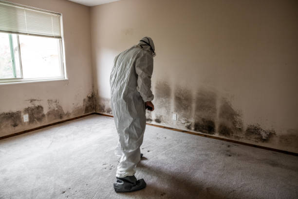 Best Mold Odor Removal Services  in Taft Mosswood, CA