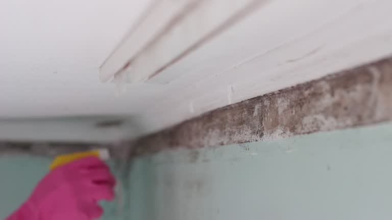 Best Environmental Consulting for Mold Prevention  in Taft Mosswood, CA